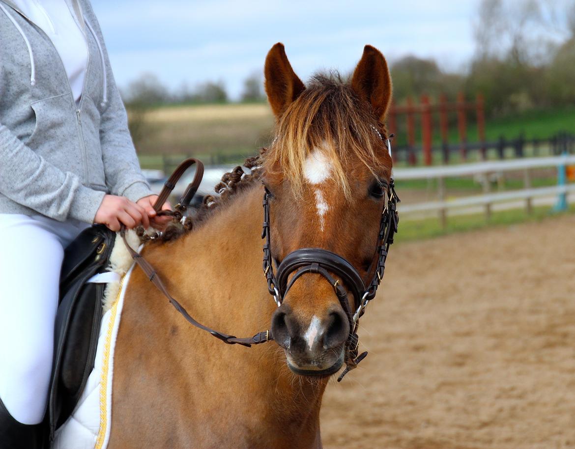 New Forest Freja billede 15