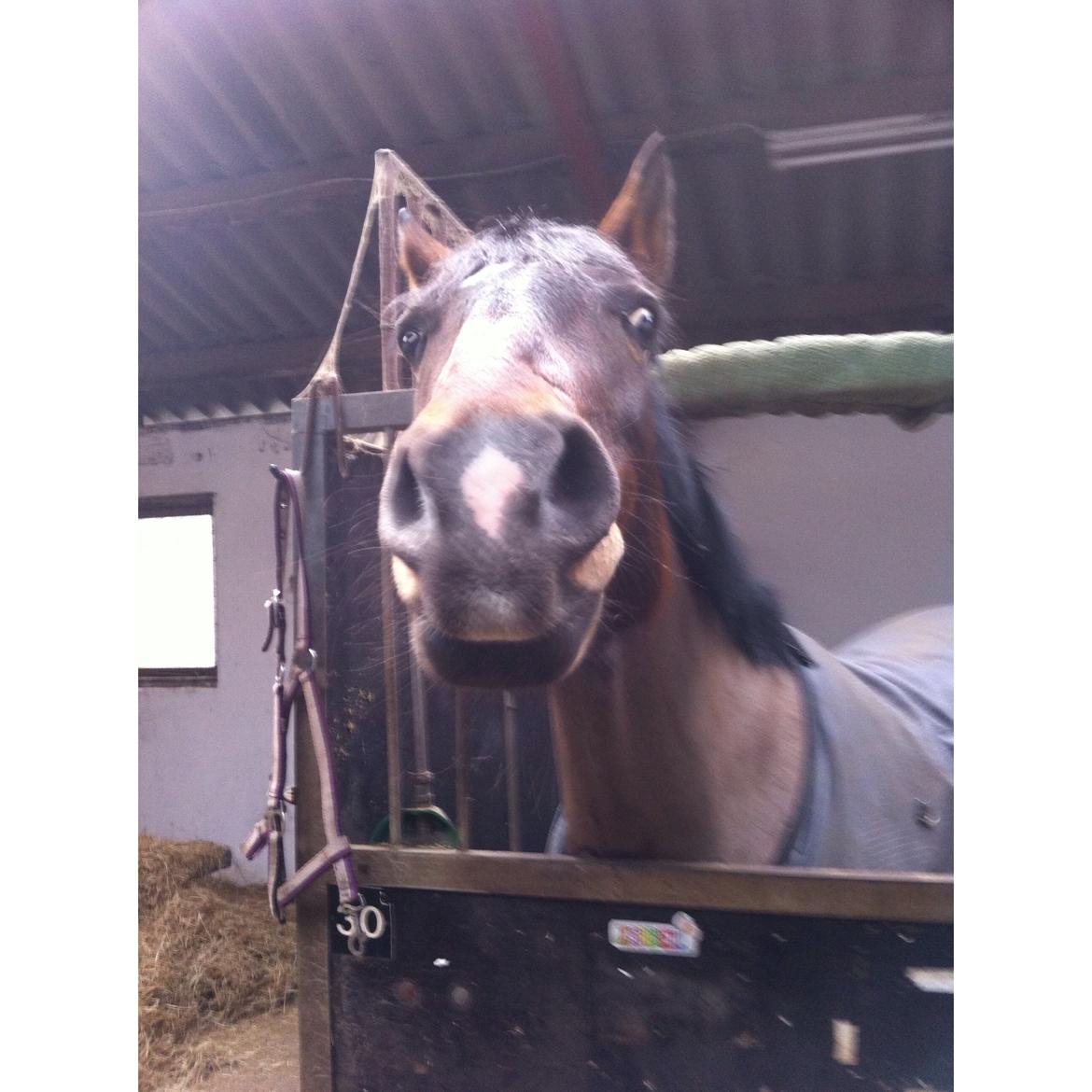 Dansk Varmblod Isabell [min part] billede 6