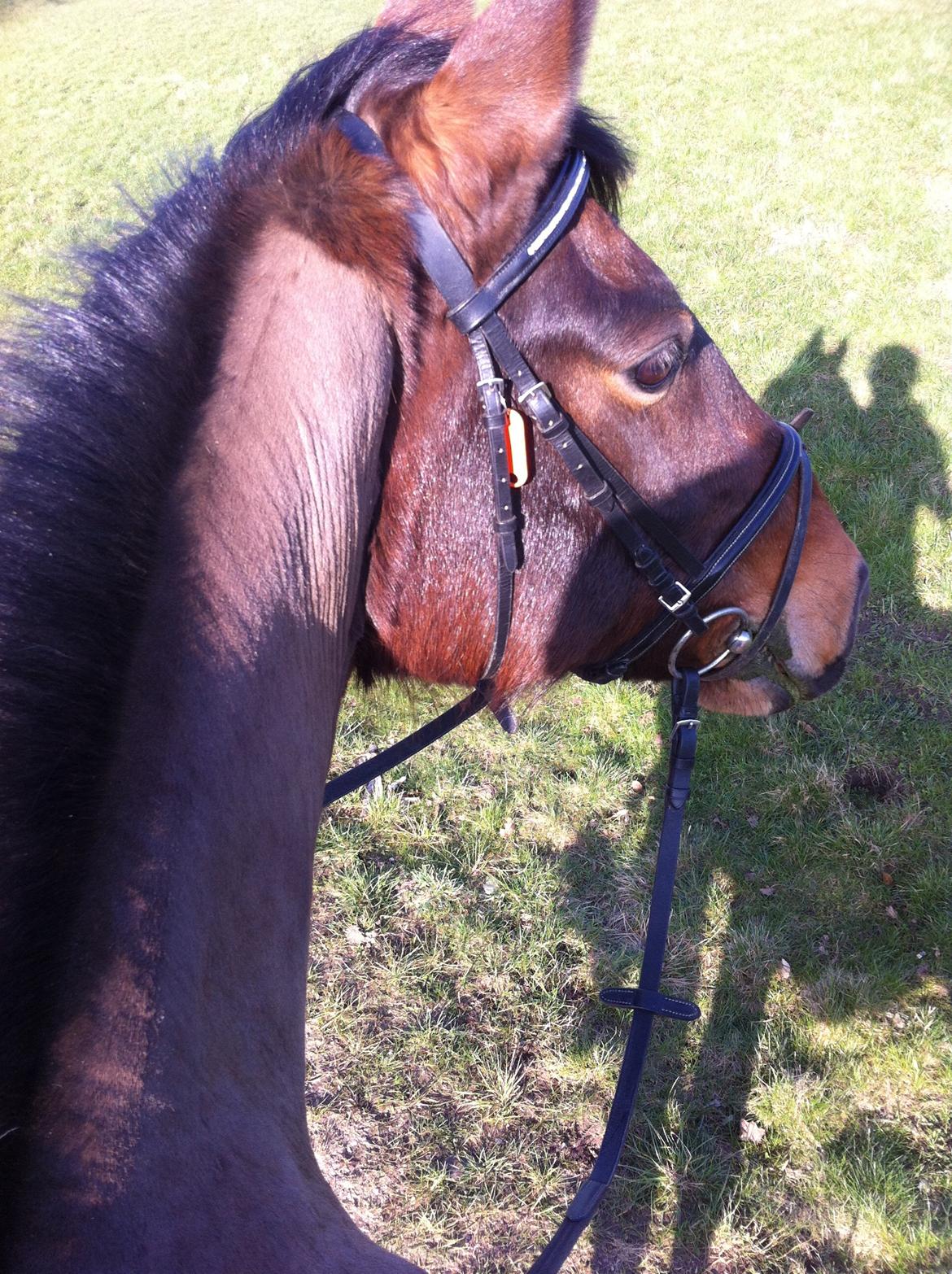 Dansk Varmblod Isabell [min part] billede 10