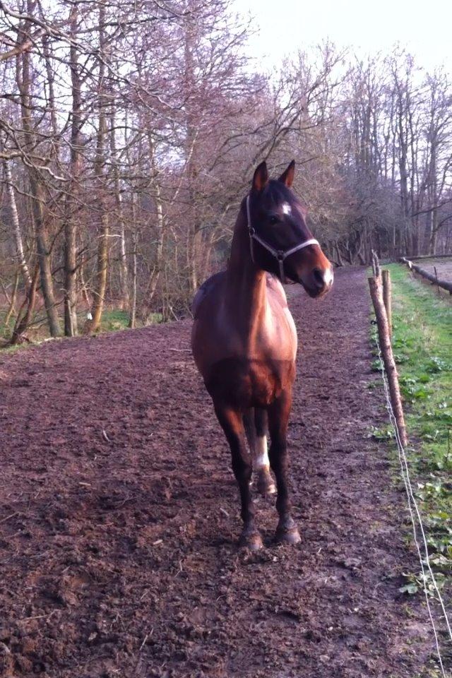 Dansk Varmblod Isabell [min part] billede 5