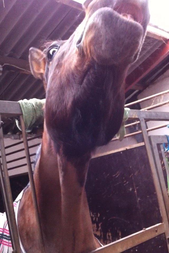 Dansk Varmblod Isabell [min part] billede 7