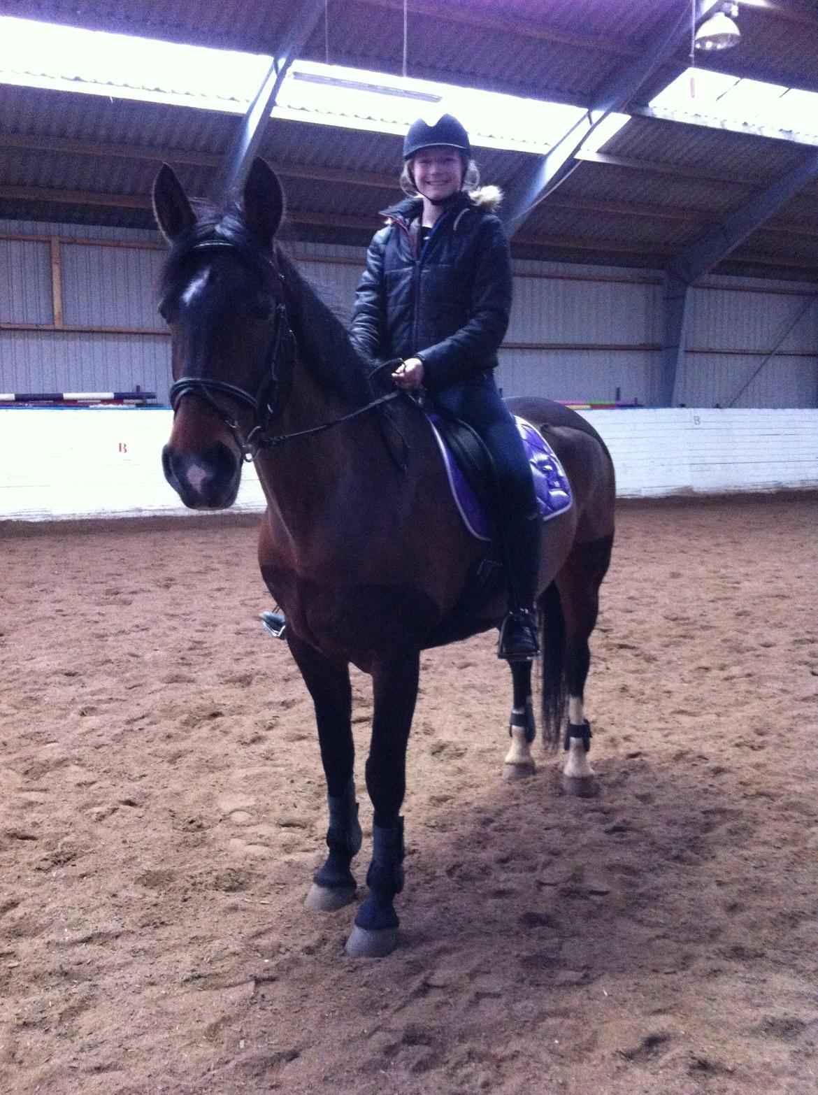 Dansk Varmblod Isabell [min part] billede 13