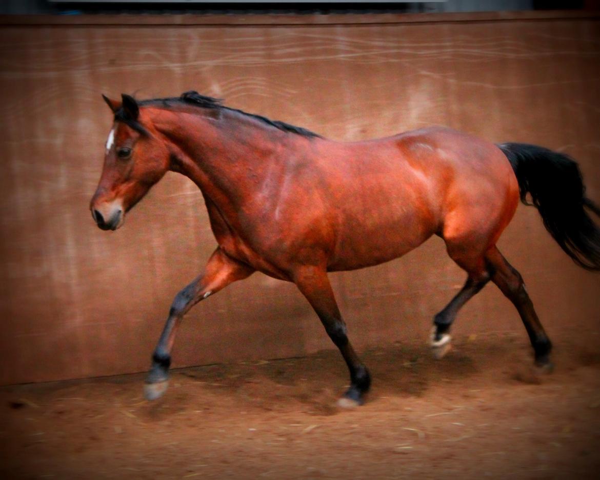 DSP Bæklunds Camikka billede 8