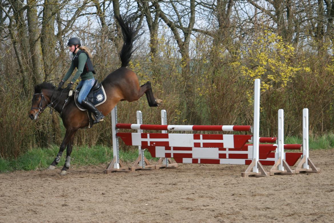 DSP Schrøter's La Couer billede 4