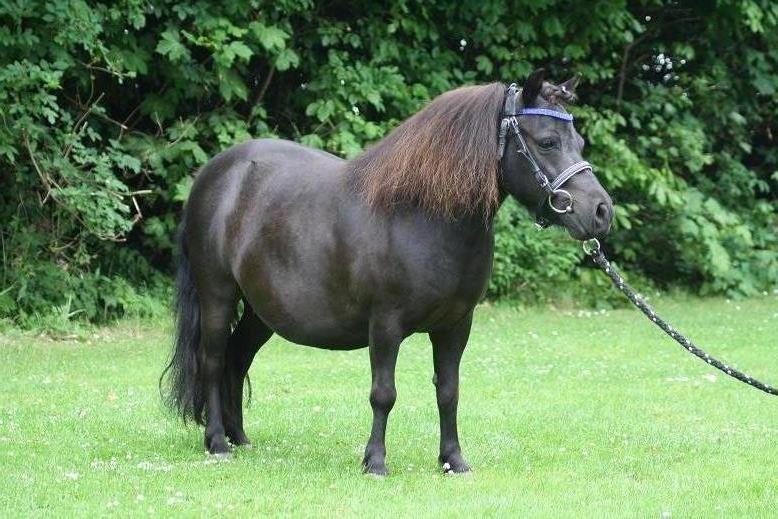 Shetlænder Molly billede 15