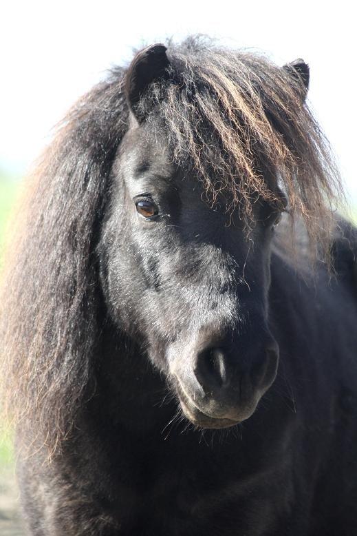 Shetlænder Molly - MOLLY billede 1