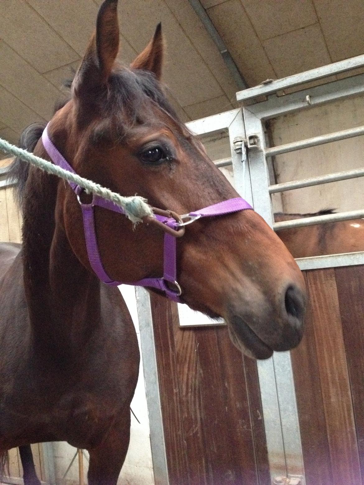 Lipizzaner Napsugar (NAPPA) /rideskolehest/ - sååååå smuuuuk billede 5