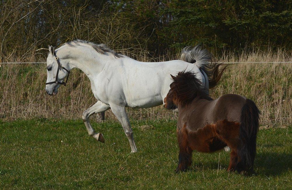 Arabisk fuldblod (OX) TIL MINDE om Gaudeamus - 2014.04.2 - Prins og Gaudeamus. billede 42