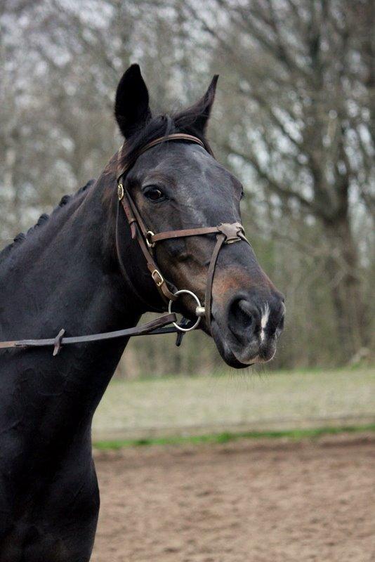 Anden særlig race Lenamore Dynamic billede 2