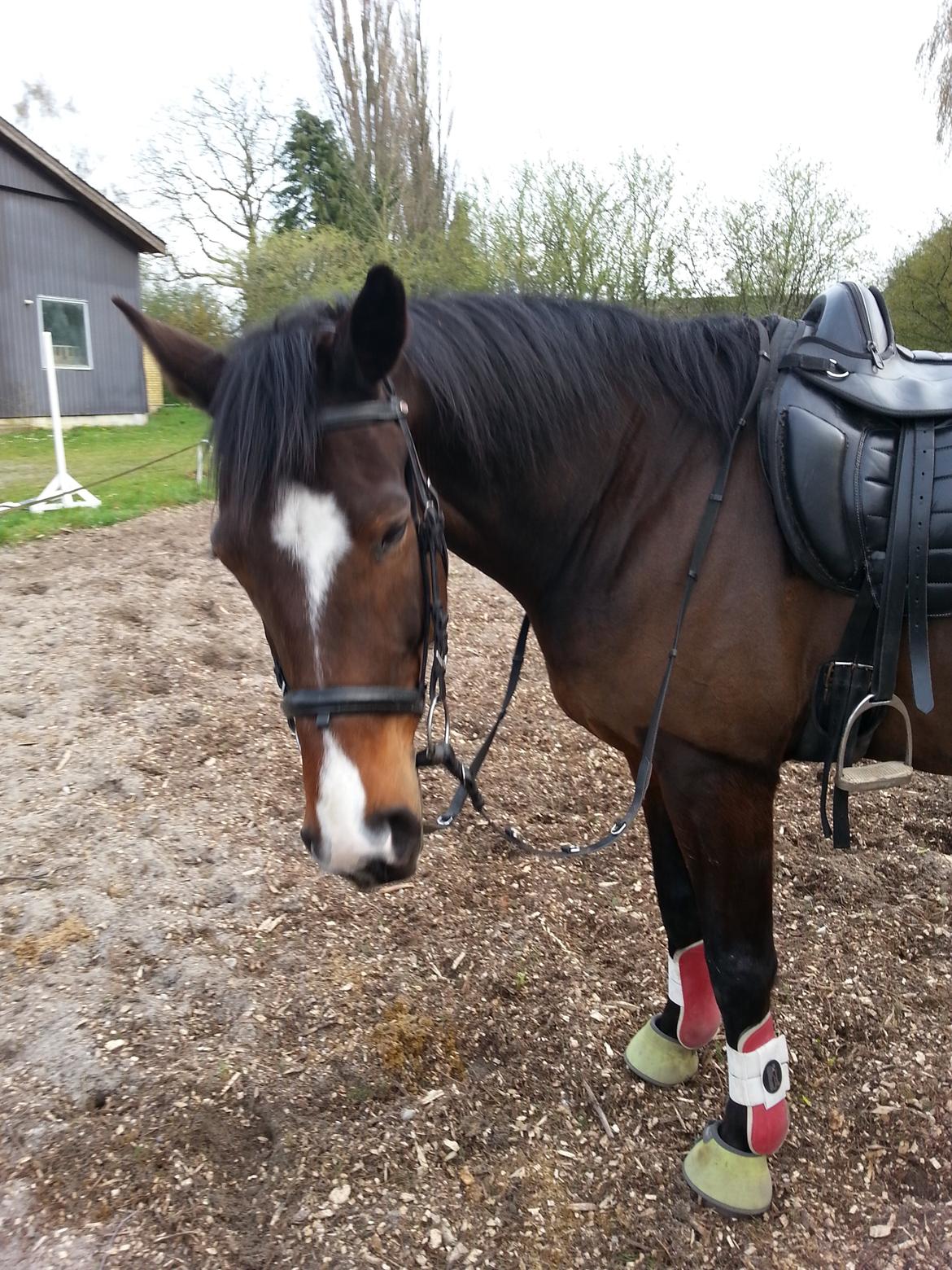 Traver Nok`en svimmel billede 22