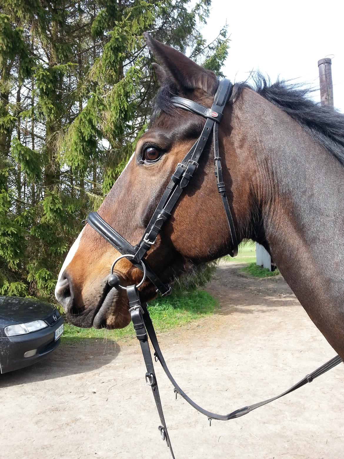 Traver Nok`en svimmel billede 23