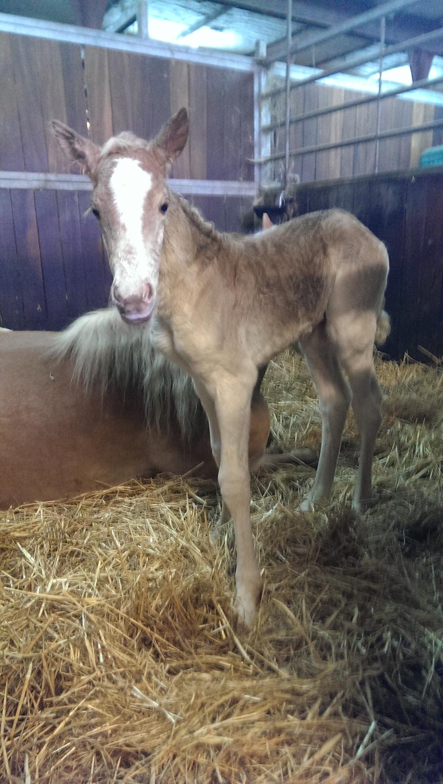 Haflinger Brie Lindegaard solgt billede 2