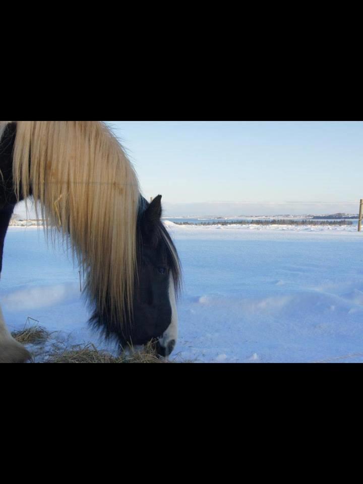 Irish Cob Blue Bell billede 3