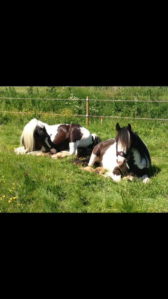 Irish Cob Schakesspeer billede 1