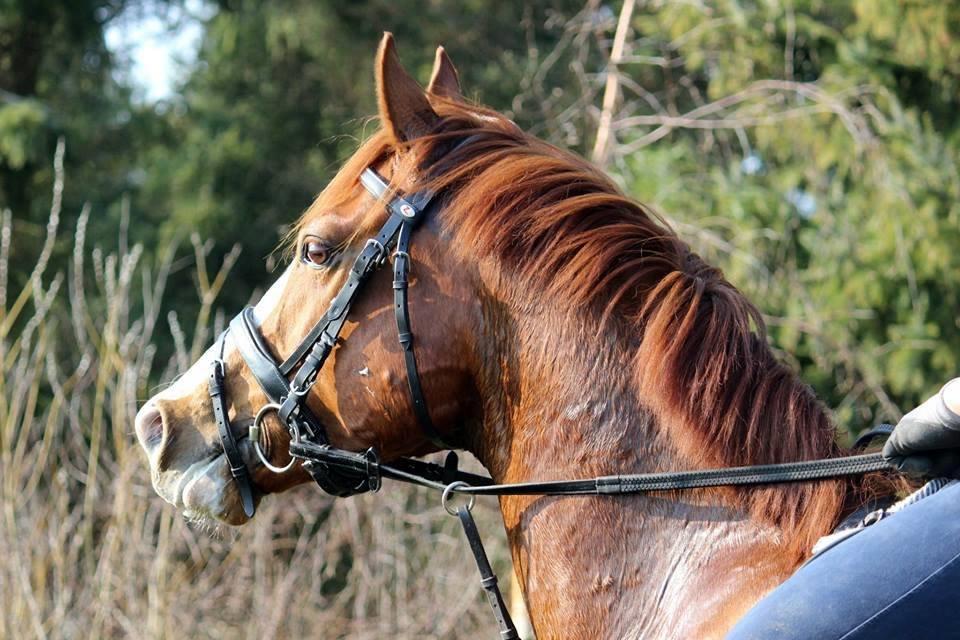 Anden særlig race HOT SHOT billede 3