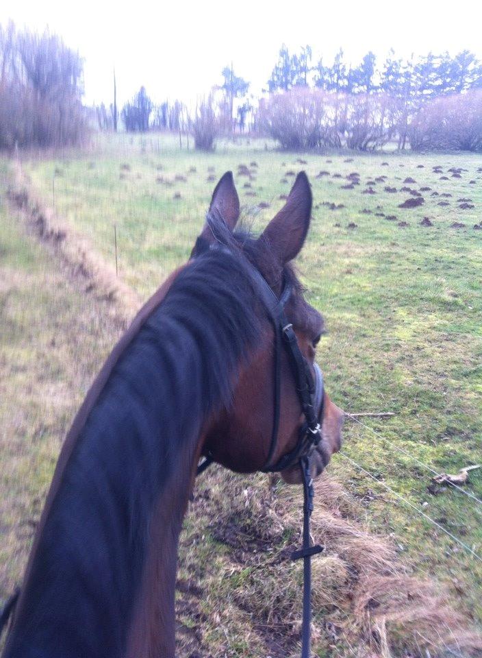 Dansk Varmblod Cassandra Sakstrup billede 6