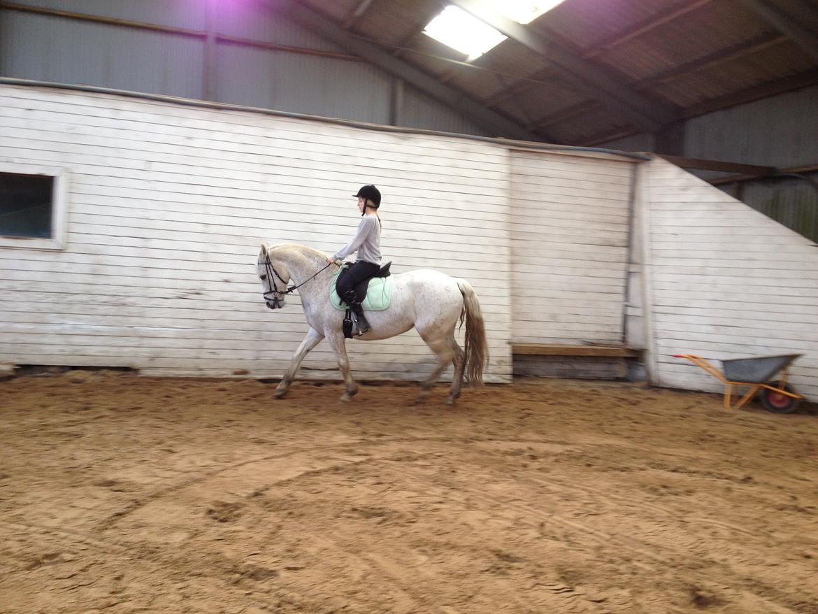 Connemara Frostegård's Honeymoon - Dressur træning <3 billede 6