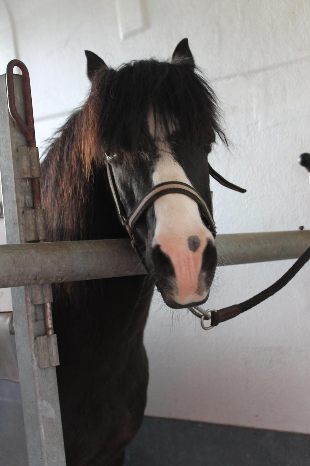 Welsh Pony (sec B) Dodi - På vej hjem til sit nye hjem. 23 år gammel, og stadig gudesmuk!!! billede 11