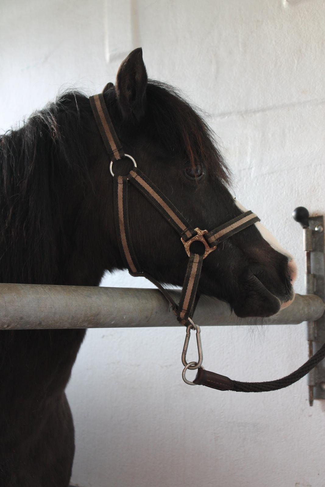 Welsh Pony (sec B) Dodi billede 14