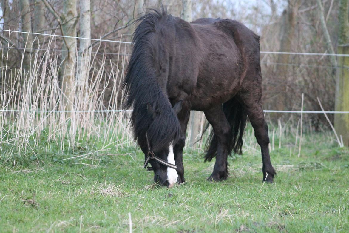 Welsh Pony (sec B) Dodi billede 9