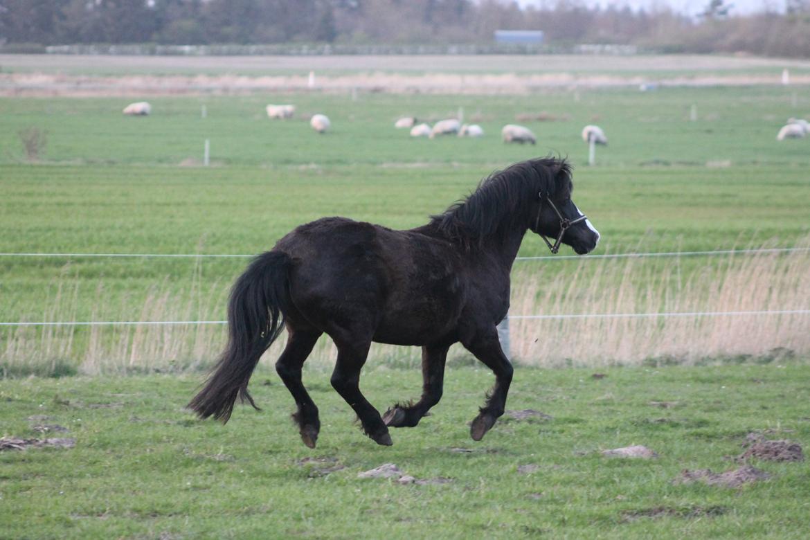 Welsh Pony (sec B) Dodi billede 13