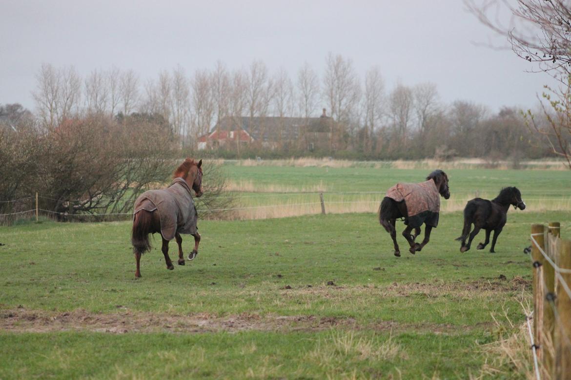 Welsh Pony (sec B) Dodi billede 15