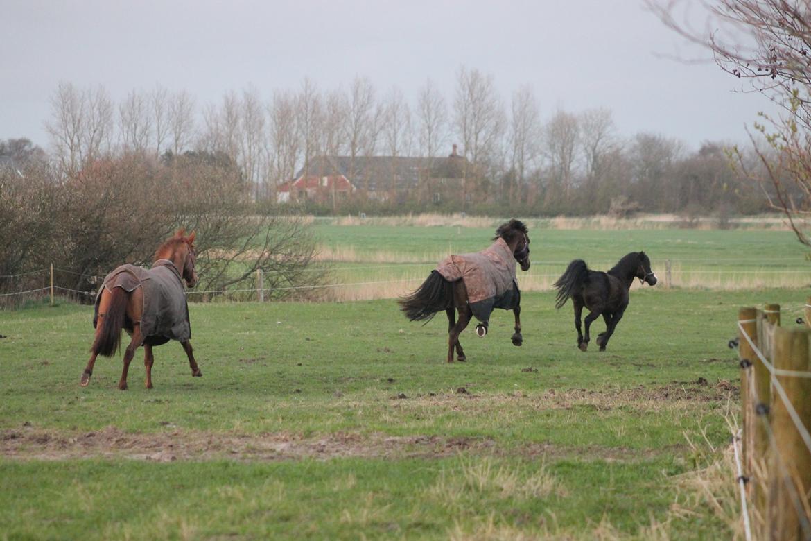 Welsh Pony (sec B) Dodi billede 12