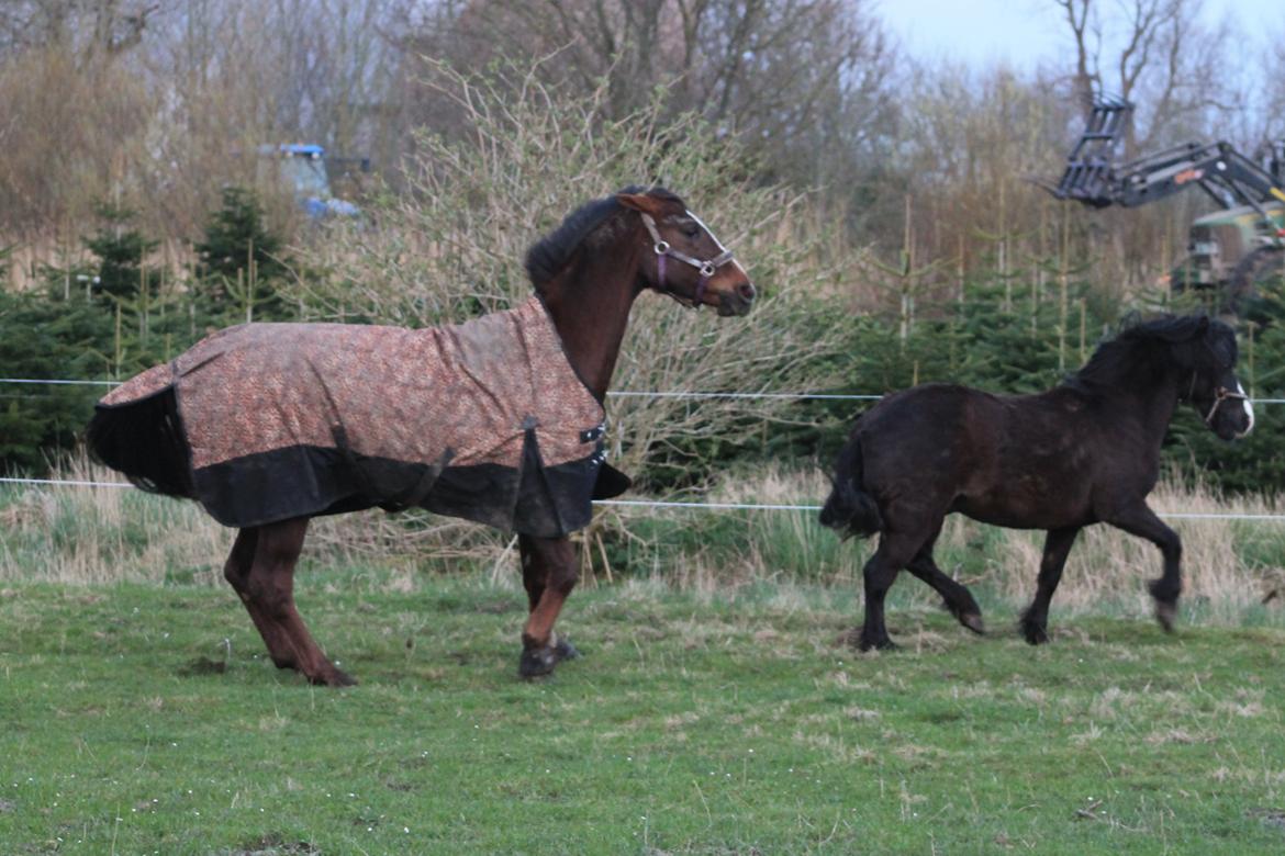 Welsh Pony (sec B) Dodi billede 17