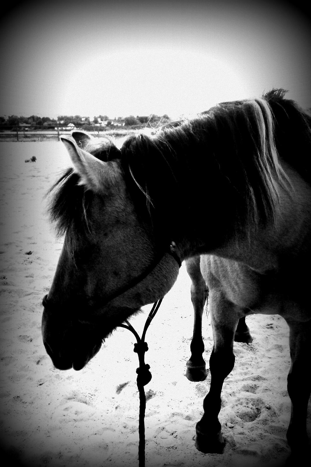 Anden særlig race Frej billede 6