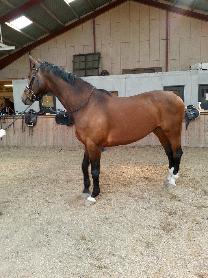 Anden særlig race Ariel Alfarvad Z  (Allan) billede 16