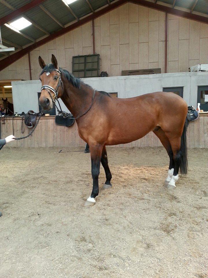 Anden særlig race Ariel Alfarvad Z  (Allan) billede 17