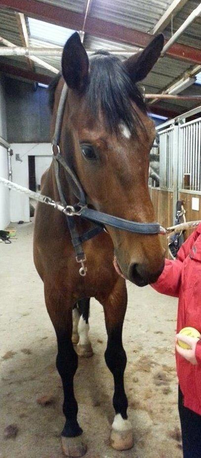 Anden særlig race Ariel Alfarvad Z  (Allan) billede 20