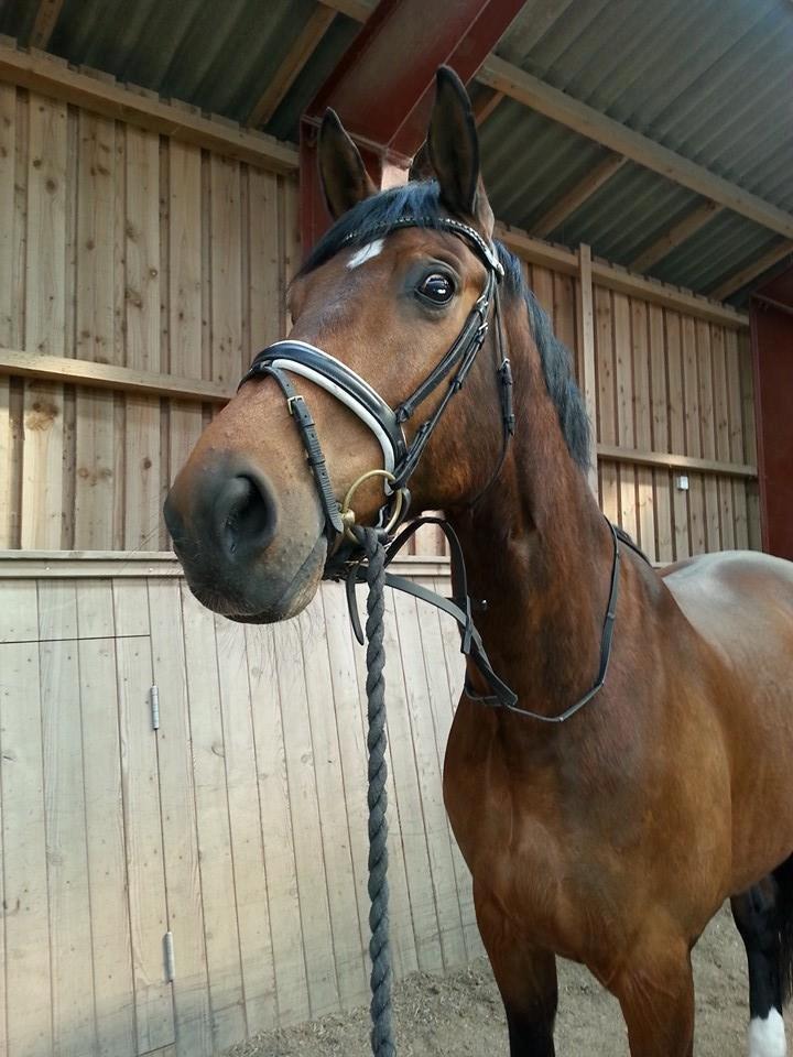 Anden særlig race Ariel Alfarvad Z  (Allan) billede 10