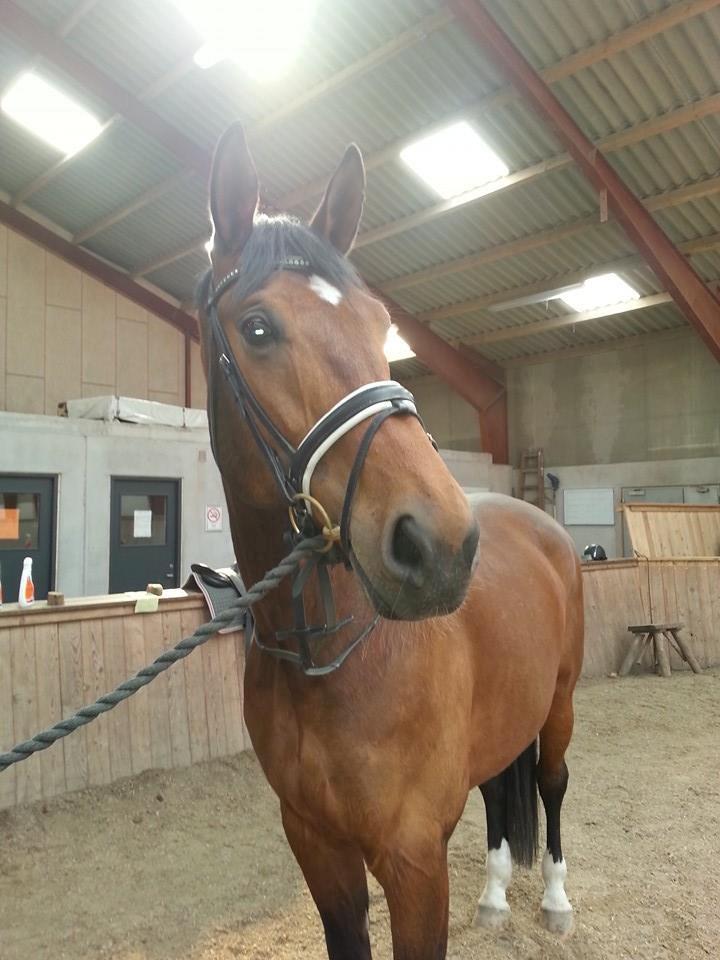 Anden særlig race Ariel Alfarvad Z  (Allan) billede 13