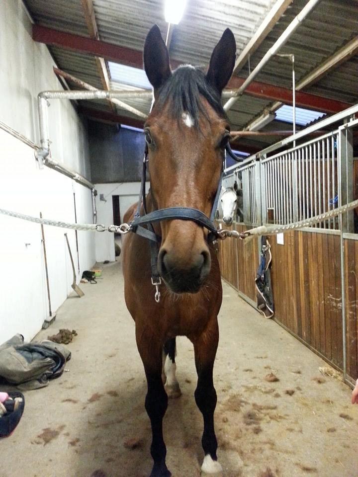 Anden særlig race Ariel Alfarvad Z  (Allan) billede 19