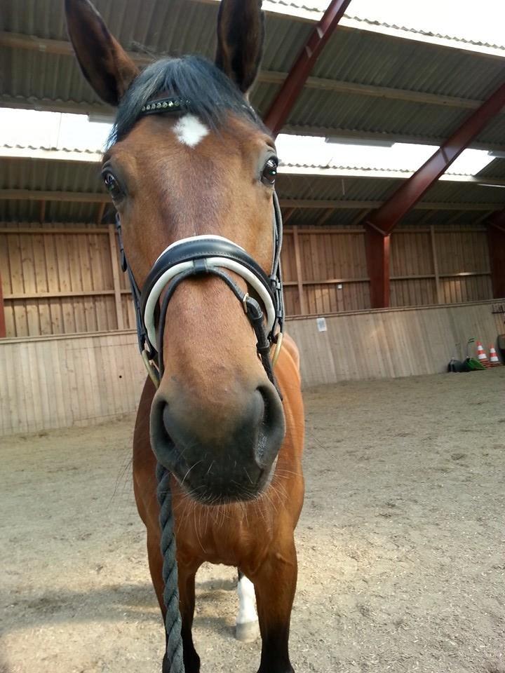 Anden særlig race Ariel Alfarvad Z  (Allan) billede 14