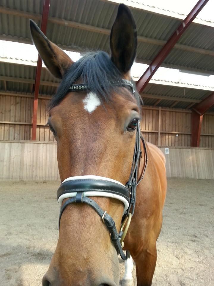 Anden særlig race Ariel Alfarvad Z  (Allan) billede 15