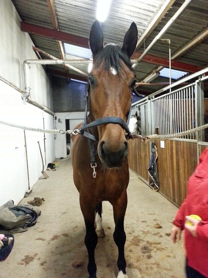 Anden særlig race Ariel Alfarvad Z  (Allan) billede 18