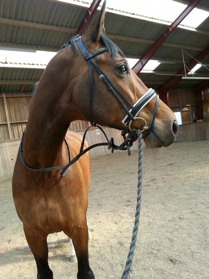 Anden særlig race Ariel Alfarvad Z  (Allan) billede 12