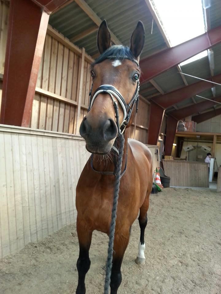 Anden særlig race Ariel Alfarvad Z  (Allan) billede 11