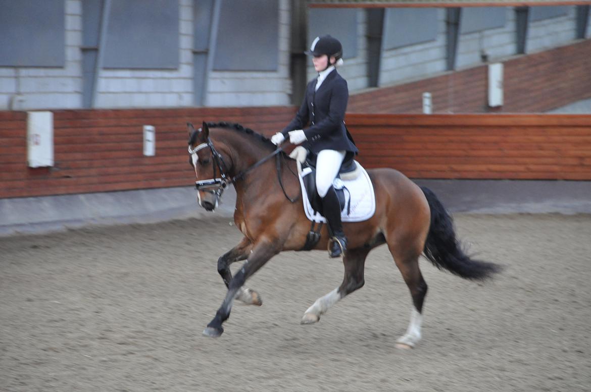 Welsh Cob (sec D) Lindbergs Milton B-PONY billede 31