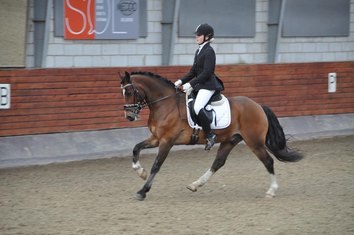 Welsh Cob (sec D) Lindbergs Milton B-PONY billede 32