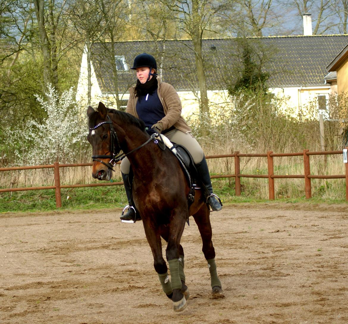 Dansk Varmblod Pascal  - Galop-piouette <3 April 2014 billede 13