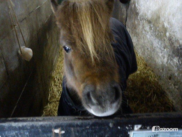 Shetlænder Kasmir R.I.P billede 3