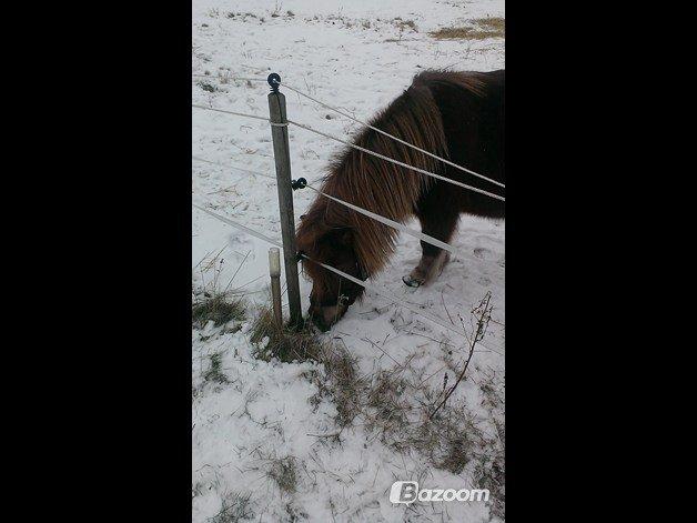 Shetlænder Kasmir R.I.P billede 14