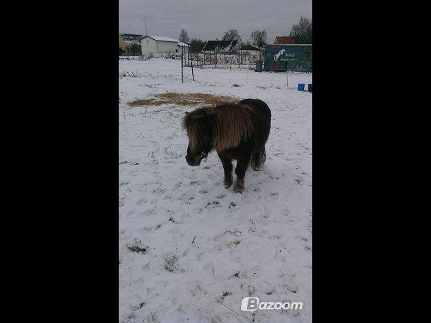 Shetlænder Kasmir R.I.P billede 15