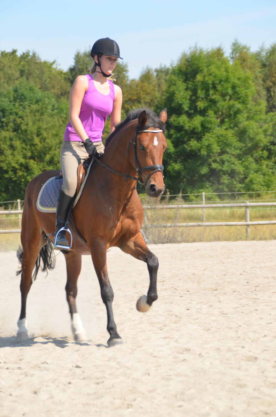 Welsh Partbred (Sec F) Cooper TG billede 1