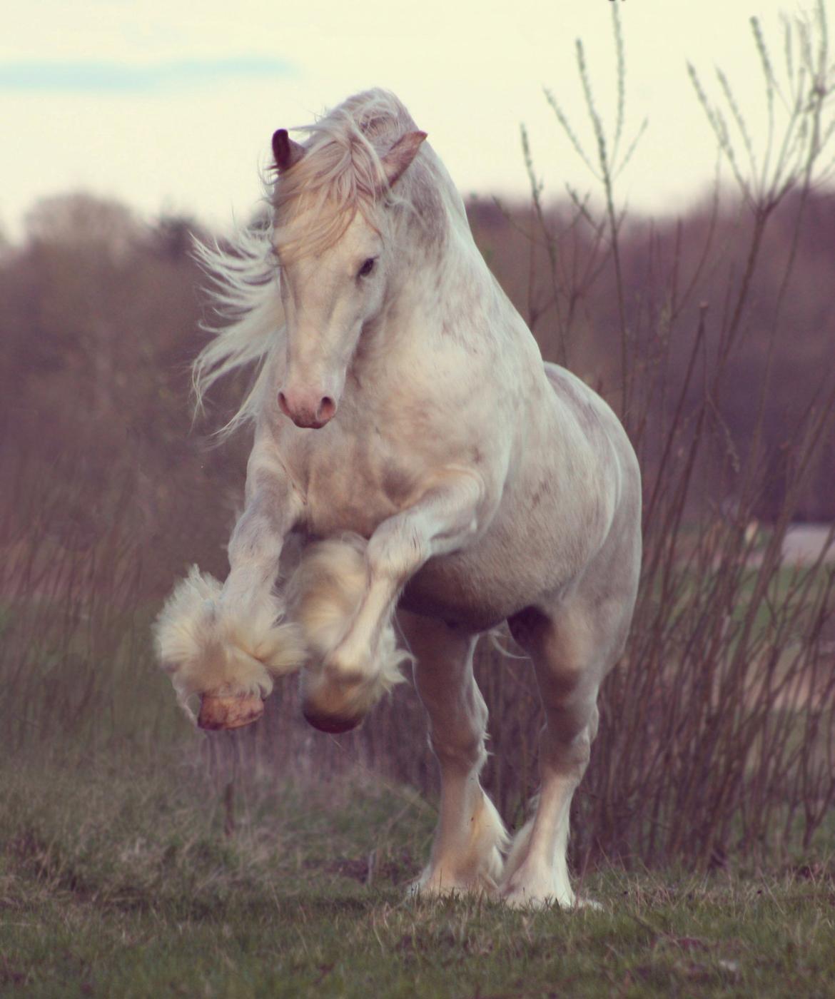 Irish Cob Johnatan billede 1