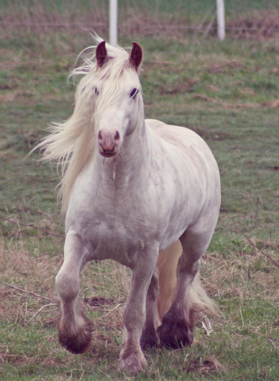 Irish Cob Johnatan billede 5