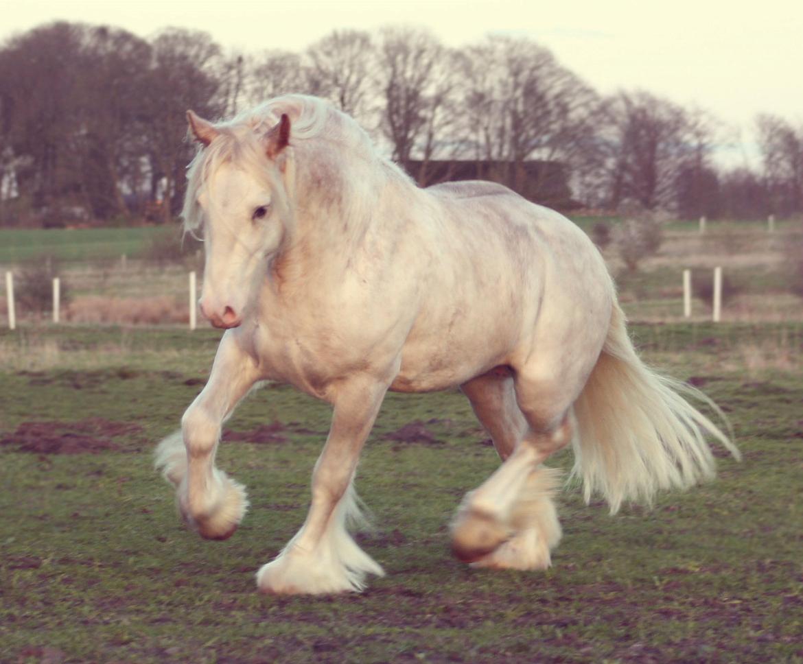 Irish Cob Johnatan billede 2